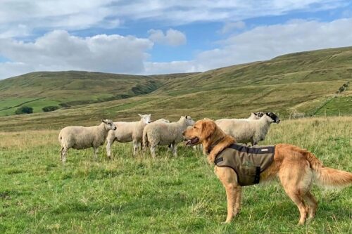 Stock_Training_Companion_Gundogs_202606091510