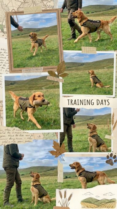 Stock_Training_Companion_Gundogs_202606091524