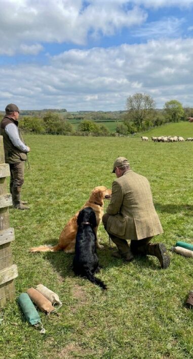 Stock_Training_Companion_Gundogs_202606091554