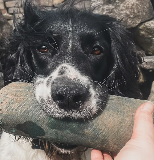 gundog