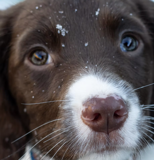 puppy